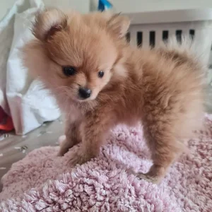 Pomeranian puppy ready to go - Image 4