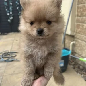 Pomeranian puppy ready to go