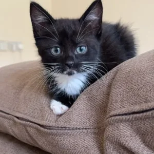 Black and white kittens, Maine Coon and British Shorthair mix - Image 2