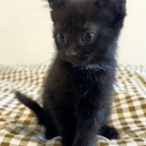 Black and white kittens, Maine Coon and British Shorthair mix - Image 4