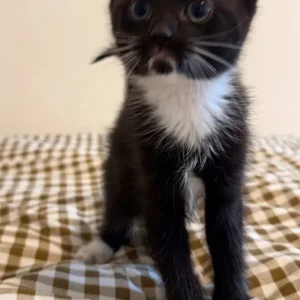 Black and white kittens, Maine Coon and British Shorthair mix