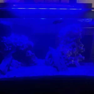 Red Sea Max 250 tank (converted to open top) - Image 6