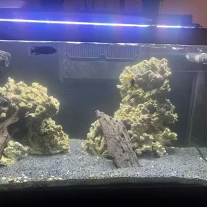Red Sea Max 250 tank (converted to open top)