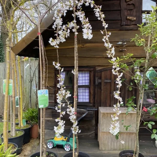 Weeping Snow Showers Blossom Tree