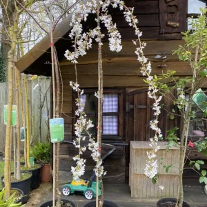 Weeping Snow Showers Blossom Tree