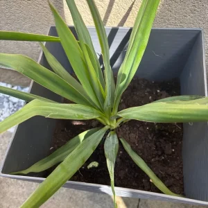 Potted yucca plants in grey pots - Image 3