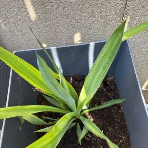 Potted yucca plants in grey pots - Image 4