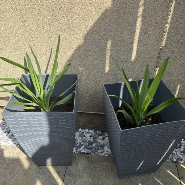 Potted yucca plants in grey pots