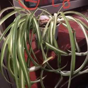 Pothos plant - Image 2