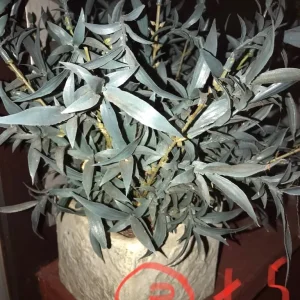 Pothos plant - Image 3