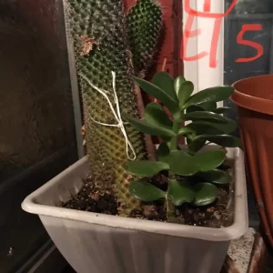 Pothos plant - Image 4