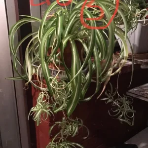 Pothos plant - Image 5