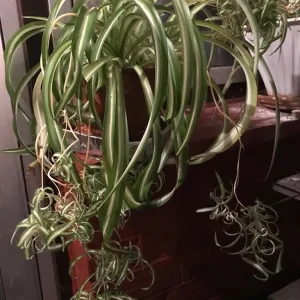 Pothos plant - Image 6