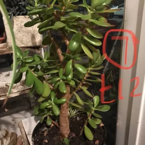 Pothos plant - Image 8