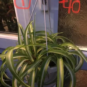 Pothos plant