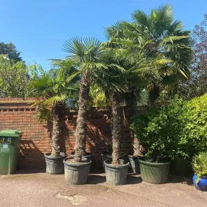 Trachycarpus Fortunei Palm Trees and Other Established Palms - Image 2