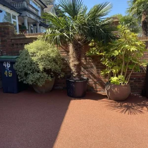 Trachycarpus Fortunei Palm Trees and Other Established Palms - Image 4