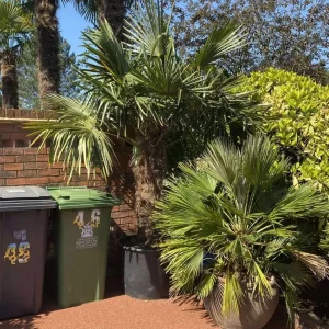 Trachycarpus Fortunei Palm Trees and Other Established Palms - Image 5