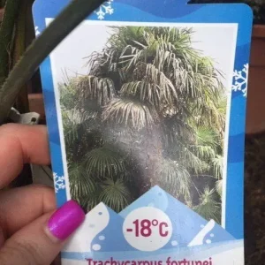 Trachycarpus Fortunei Palm Trees and Other Established Palms - Image 6
