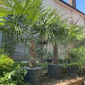 Trachycarpus Fortunei Palm Trees and Other Established Palms - Image 7