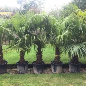 Trachycarpus Fortunei Palm Trees and Other Established Palms - Image 8