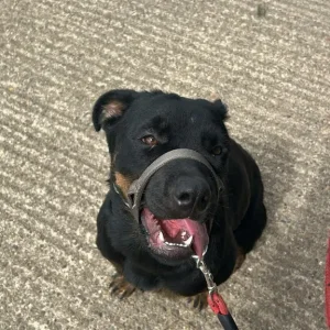 Rotweiler puppy - Image 4