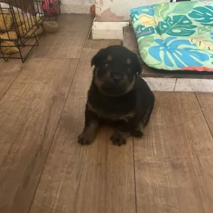 Rotweiler puppy - Image 5