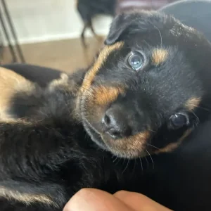 Rotweiler puppy