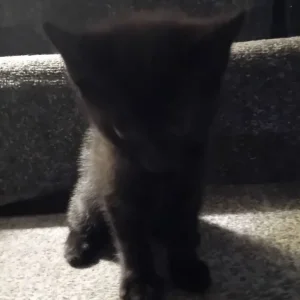 Kittens - Image 2