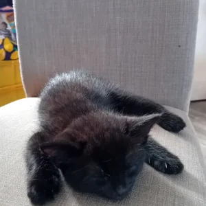 Kittens