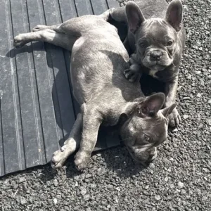 12-week-old French bulldog sisters - Image 2