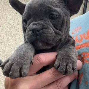 12-week-old French bulldog sisters - Image 4