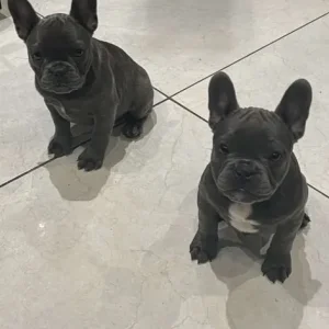 12-week-old French bulldog sisters - Image 5