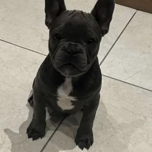 12-week-old French bulldog sisters - Image 6