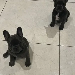 12-week-old French bulldog sisters - Image 7