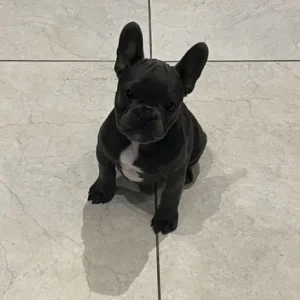 12-week-old French bulldog sisters - Image 8