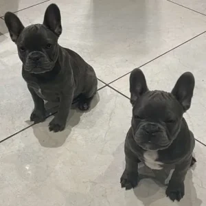 12-week-old French bulldog sisters