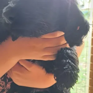 Springerdoodle puppies - Image 2