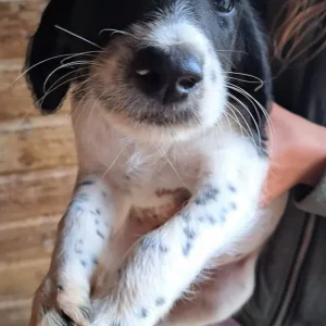 Springerdoodle puppies - Image 3