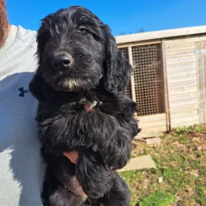 Springerdoodle puppies - Image 4