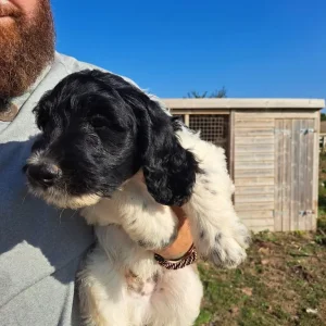 Springerdoodle puppies - Image 5