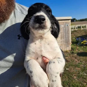 Springerdoodle puppies - Image 6