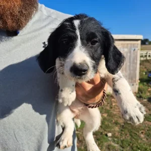 Springerdoodle puppies - Image 7