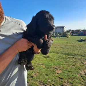 Springerdoodle puppies - Image 8