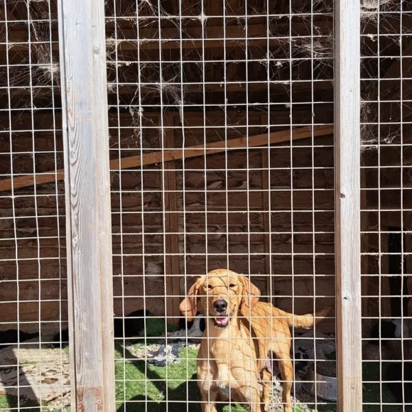 Springerdoodle puppies