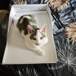 5-month-old kitten Ezio - Image 2