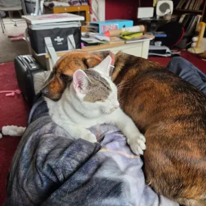 5-month-old kitten Ezio - Image 3