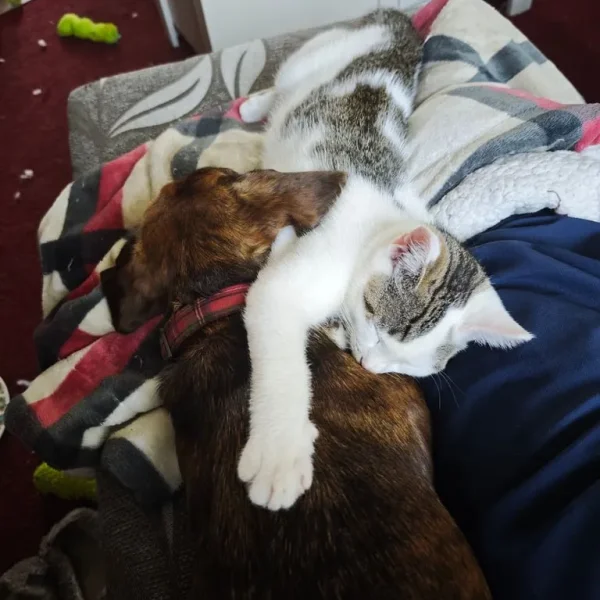 5-month-old kitten Ezio