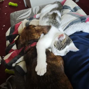 5-month-old kitten Ezio