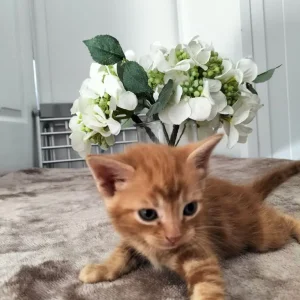Kittens - Image 2